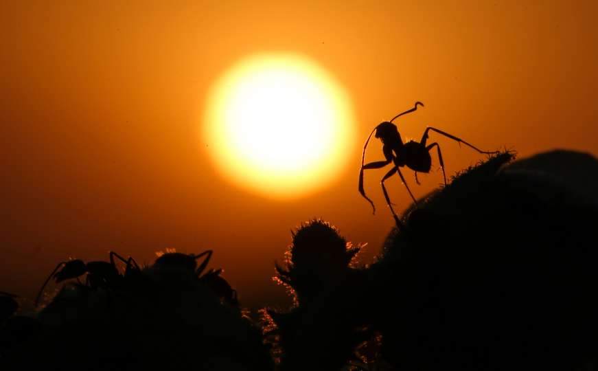 Mravi uvijek iznova iznenađuju naučnike